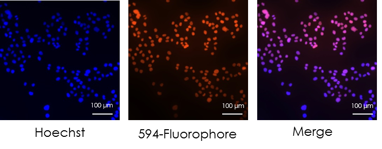 圖片5.png 圖片5.png