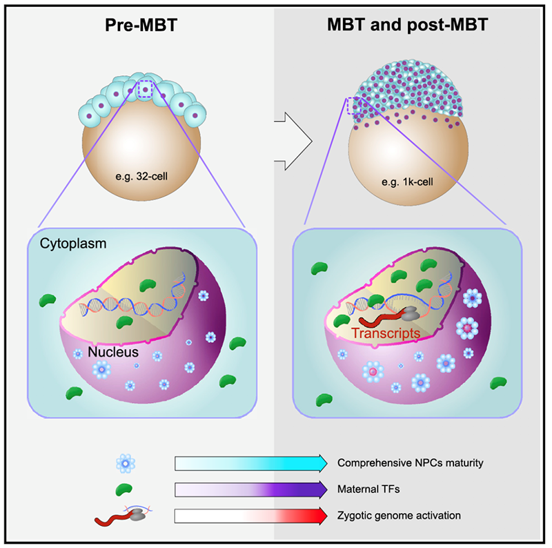  核孔復(fù)合體綜合成熟度調(diào)控合子基因組激活模式圖