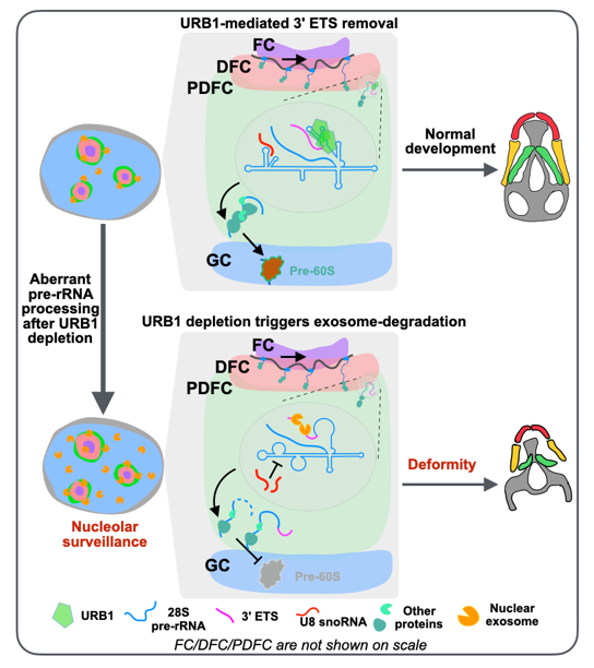 核仁蛋白質(zhì)協(xié)同核仁精細(xì)結(jié)構(gòu)與pre-rRNA加工的新機(jī)制