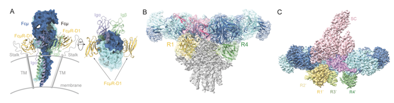 FcμR受體對(duì)膜結(jié)合型 IgM、IgM五聚體和分泌型IgM的識(shí)別模型