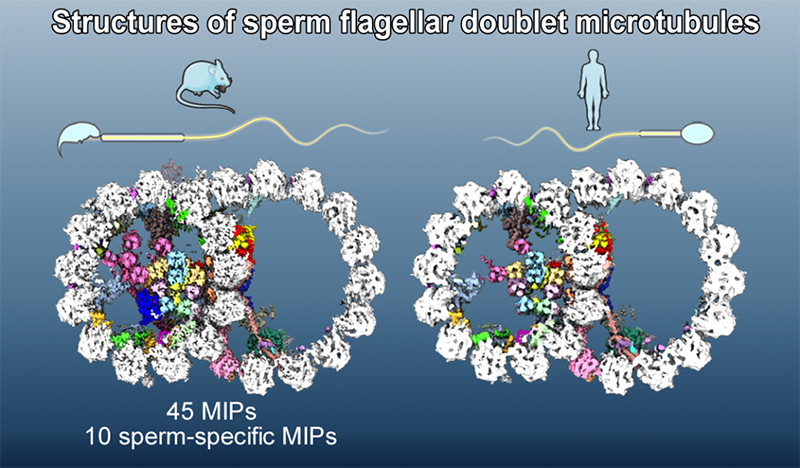 小鼠與人精子微管二聯(lián)體結(jié)構(gòu)比較