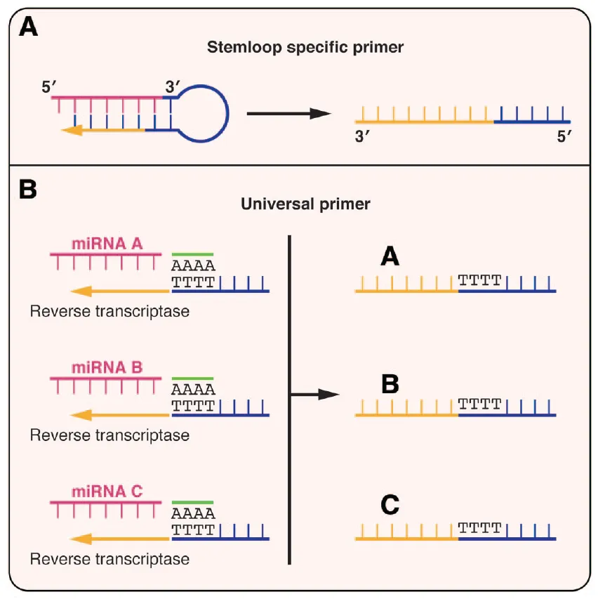 microRNA常見的2種反轉錄的方式