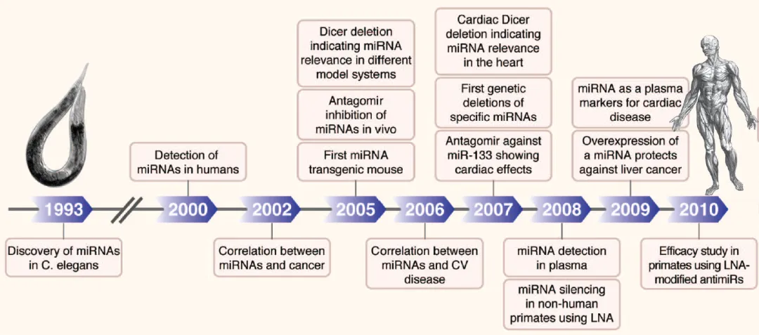 自1993-2000發(fā)現microRNA開始的microRNA研究進程