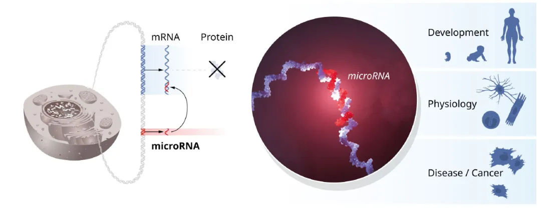 microRNA的開創(chuàng)性發(fā)現揭示了基因調控的一個新維度