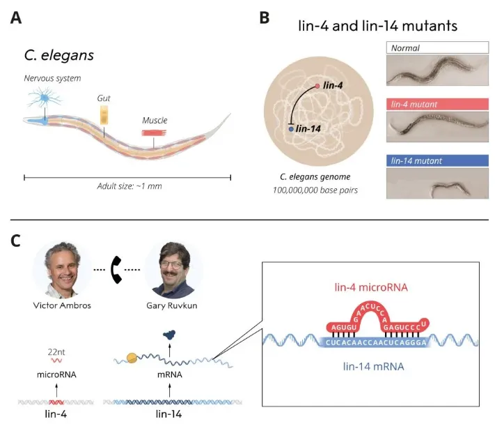Ambros和Ruvkun發(fā)現lin-4來源的microRNA過程