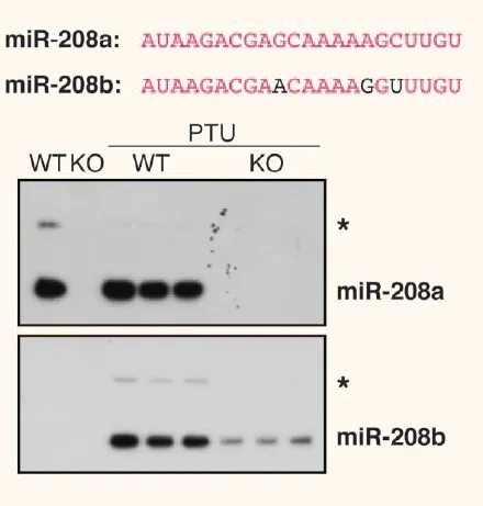 Northern Blot檢測的靈敏度和準確性