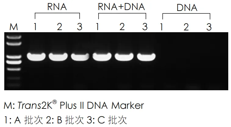 Trans2K?Plus II DNA Marker