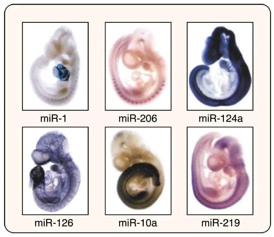  整體原位microRNA 雜交（Whole-mount miRNA ISH）技術在生物發(fā)育中的應用