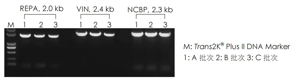 Trans2K?Plus II DNA Marker