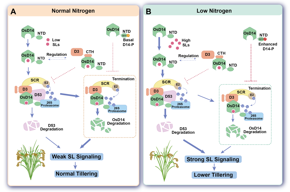 水稻獨腳金內(nèi)酯信號感受及其在低氮中的作用模型.png 水稻獨腳金內(nèi)酯信號感受及其在低氮中的作用模型.png