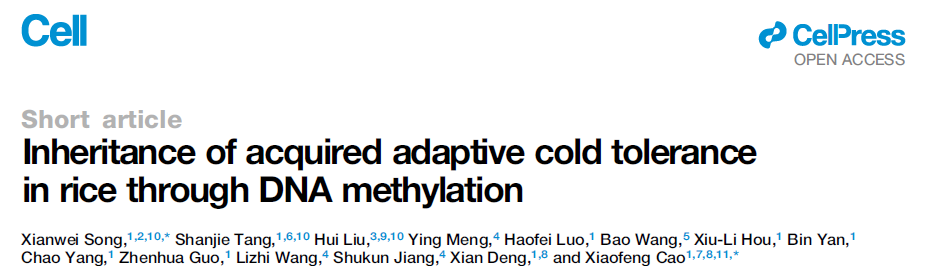 Inheritance of acquired adaptive cold tolerance in rice through DNA methylation
