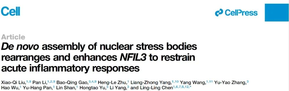 De novo assembly of nuclear stress bodies rearranges and enhances NFIL3 to restrain acute inflammatory responses