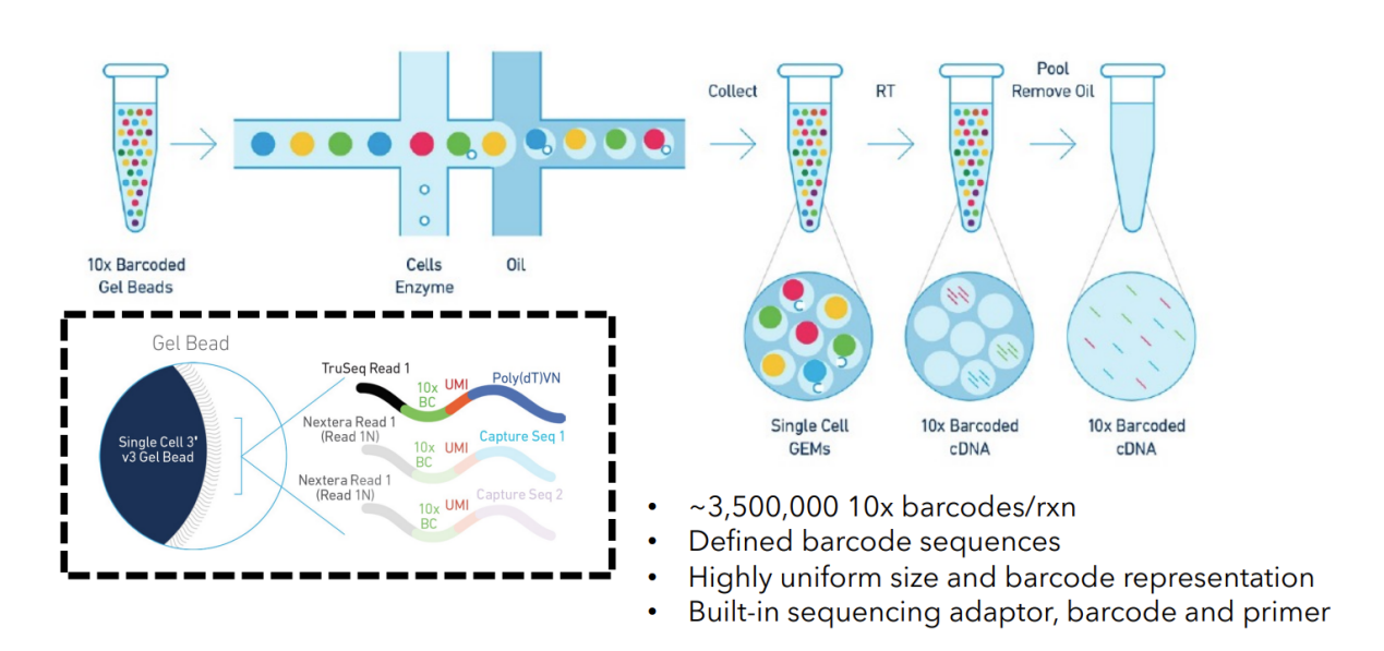10× Genomics實驗原理 10× Genomics實驗原理