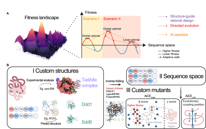 常見蛋白質(zhì)工程方法的示意圖和 AiCE 方法概述