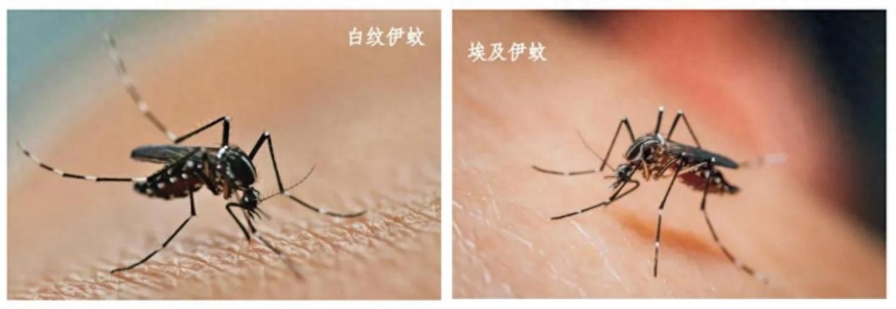 圖片來源:云南疾控 圖片來源:云南疾控