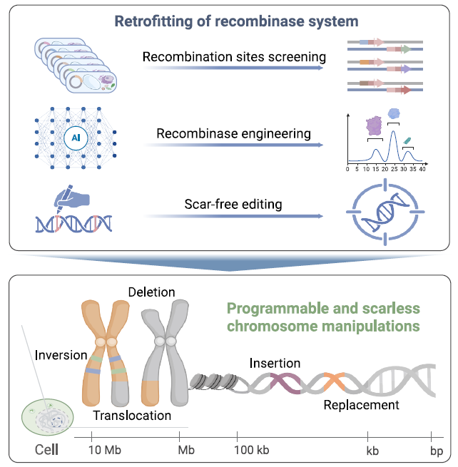 PCE 系統的開發(fā)和精準染色體編輯概述