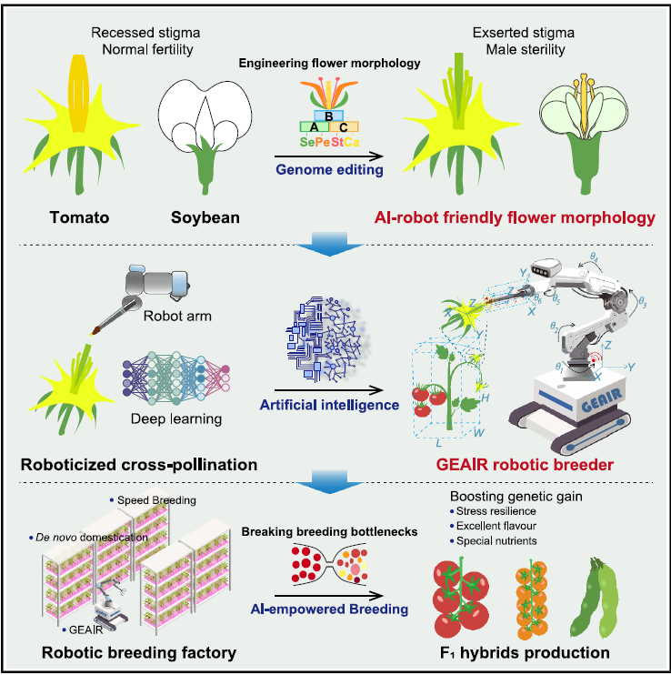 圖1 作物花型重塑與 AI 機(jī)器人協(xié)同設(shè)計實現(xiàn)智能自動化雜交育種 圖1 作物花型重塑與 AI 機(jī)器人協(xié)同設(shè)計實現(xiàn)智能自動化雜交育種