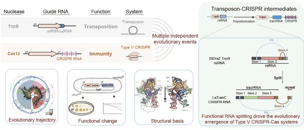 TranC系統(tǒng)的發(fā)現揭示了CRISPR起源的關鍵分子機制